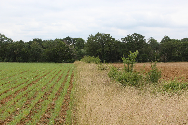 Vue de la plantation en juin 2020