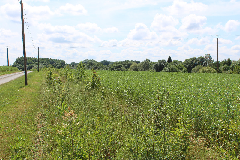 Vue de la plantation en juin 2017