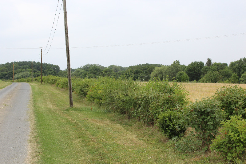 Vue de la plantation en juin 2020