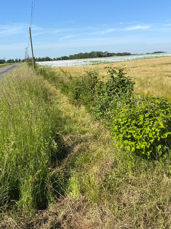 Vue de la plantation en juin 2021
