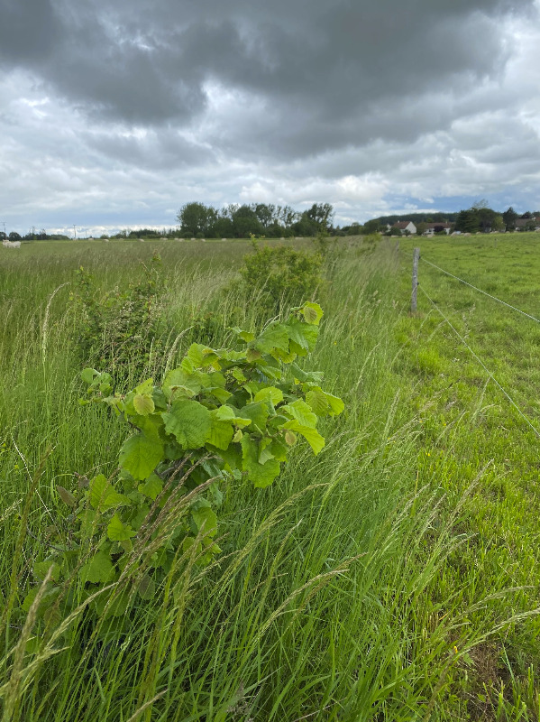 Vue de la plantation en juin 2021