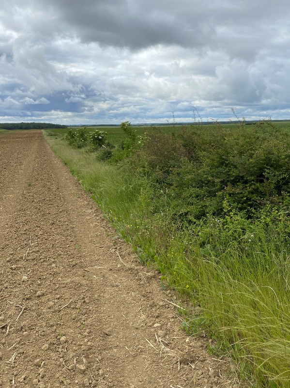 Vue de la plantation en juin 2021