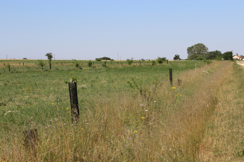 Vue de la plantation en juillet 2019 Vue de la plantation en juillet 2019