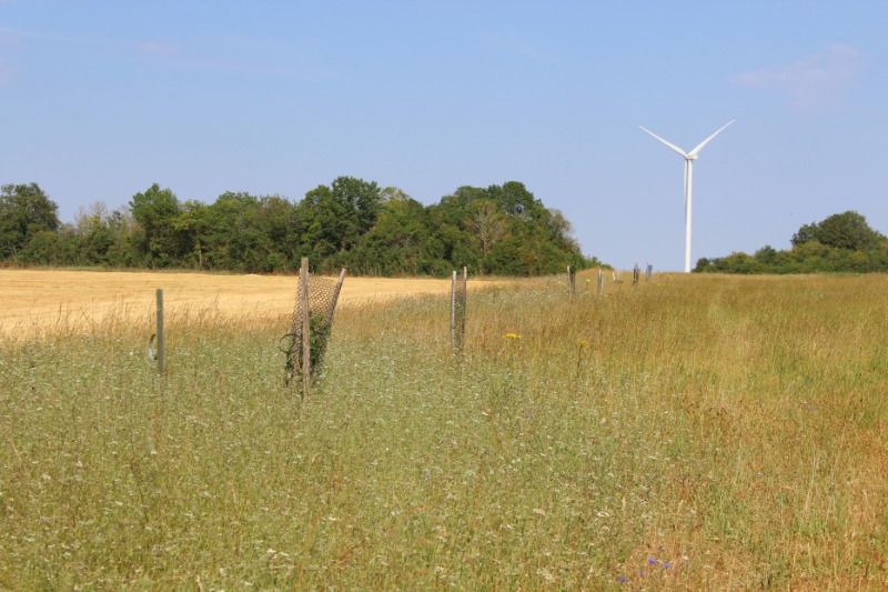 Vue de la plantation en juillet 2019 Vue de la plantation en juillet 2019