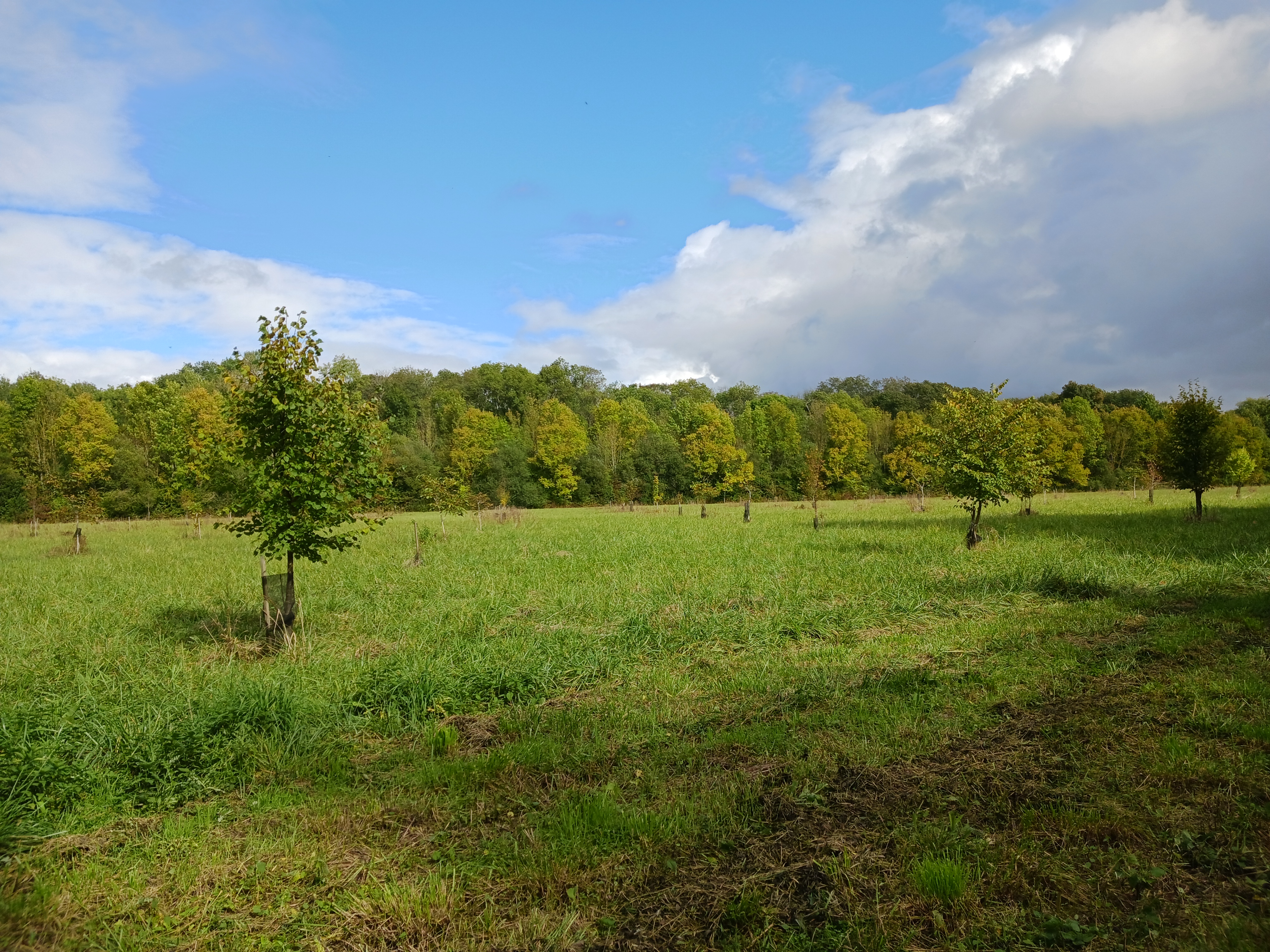 Vue de la plantation en 2024