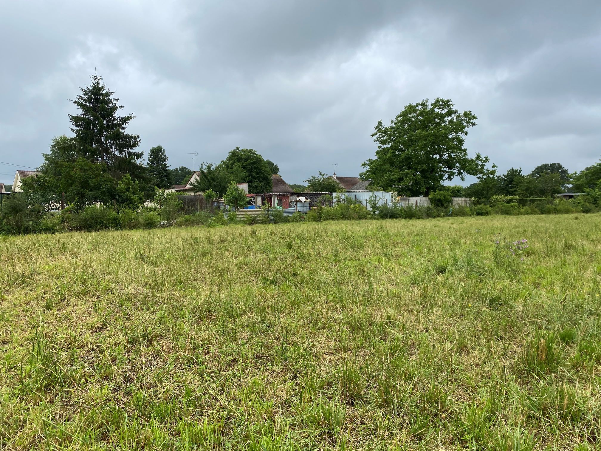 Vue de la plantation en juin 2021