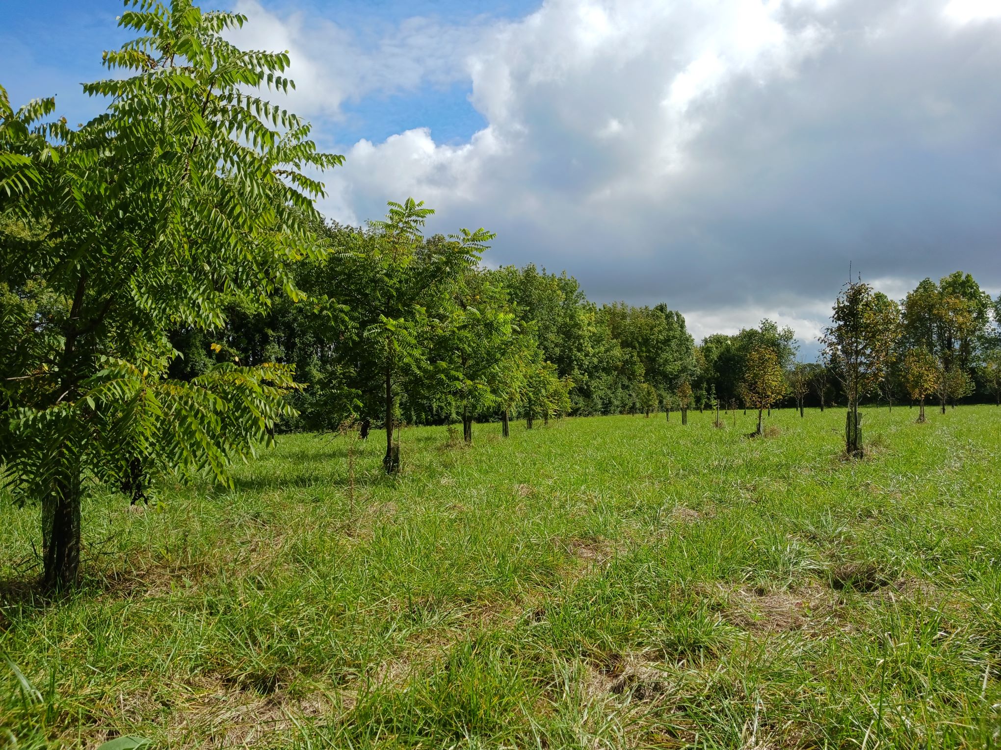 Vue de la plantation en septembre 2024