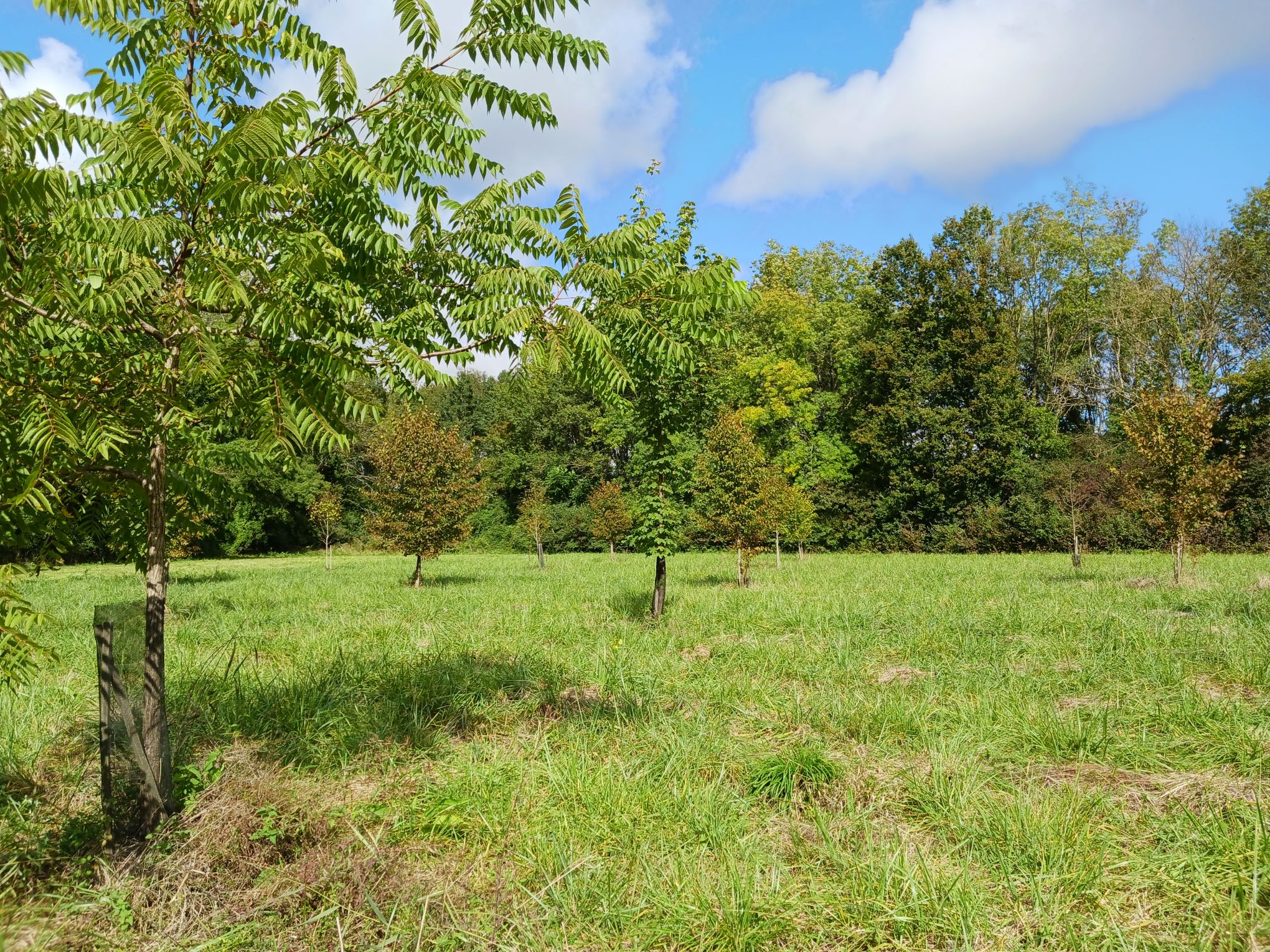 Vue de la plantation en septembre 2024