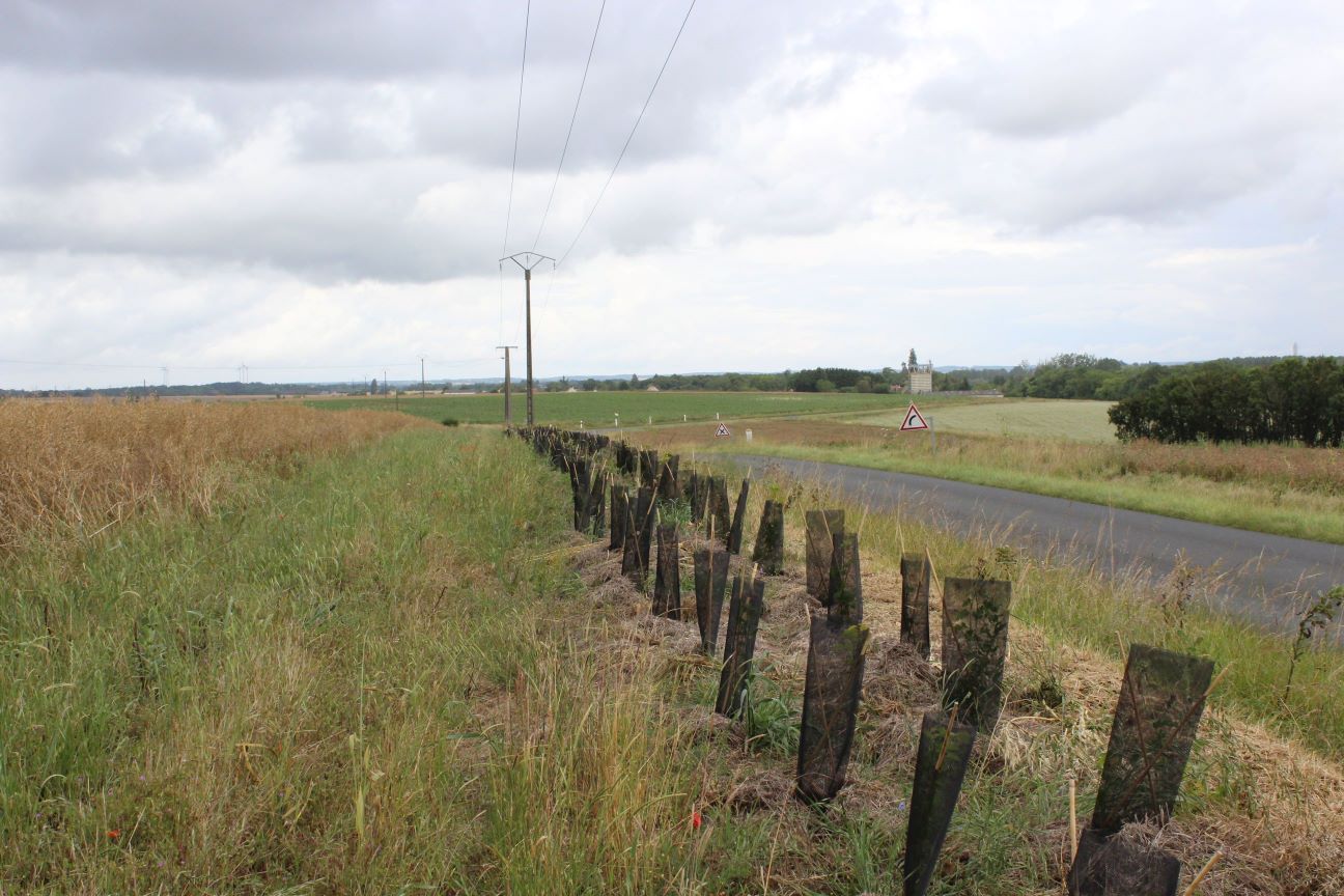 Vue de la plantation en juin 2020