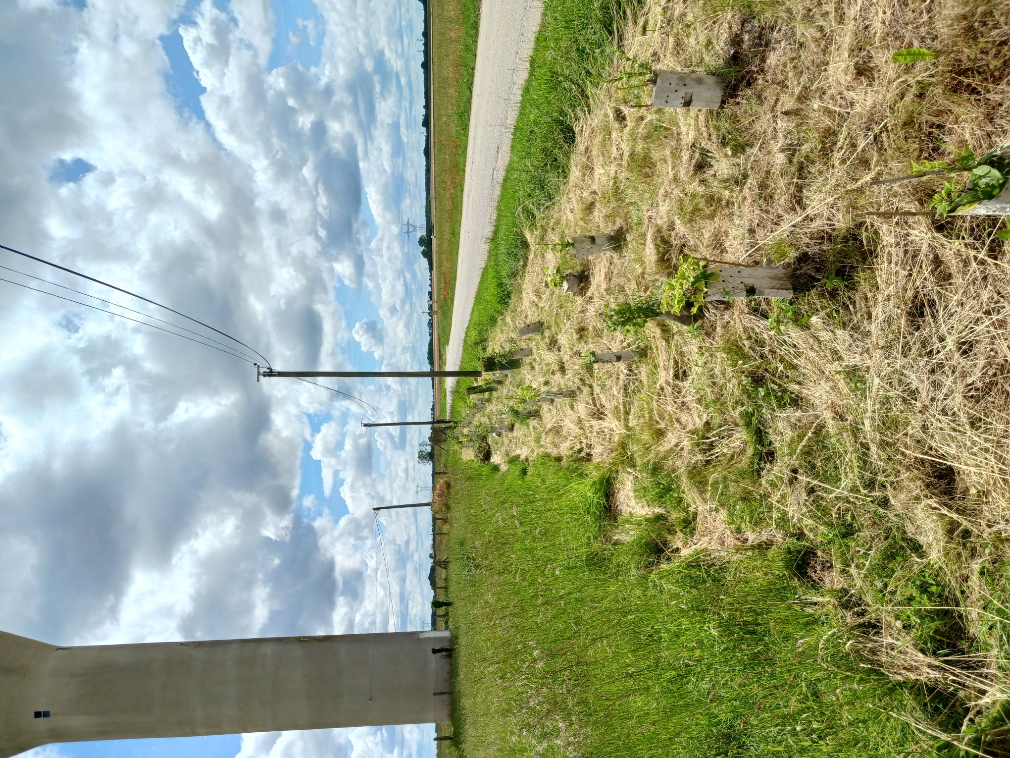 Vue de la plantation en juin 2024