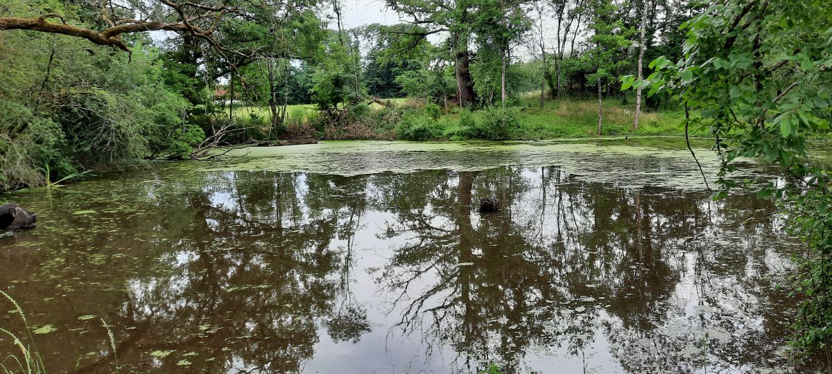 Mare des Cassons à Arthon Mare des Cassons à Arthon